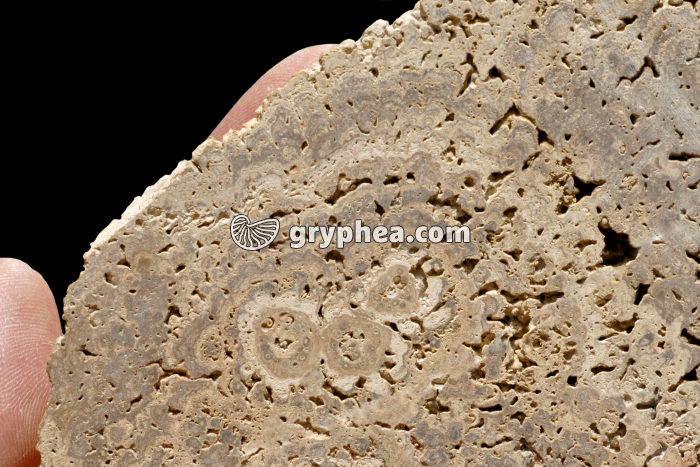 Stromatolite (surface polie) - gryphea.org